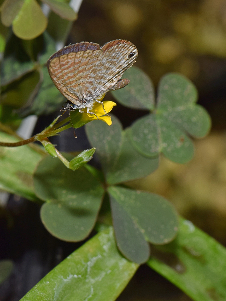 Hairstreak.jpg