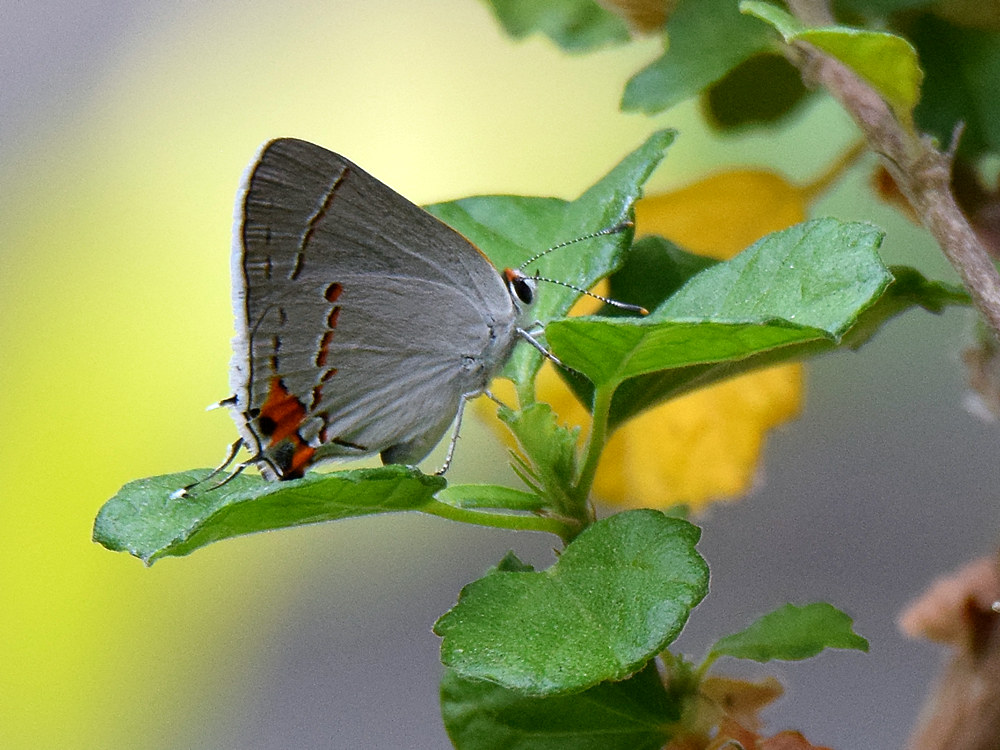 Hairstreak.jpg