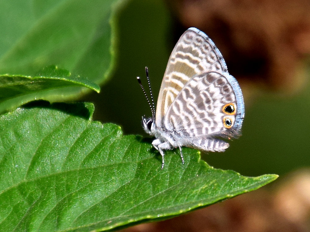 Hairstreak.jpg