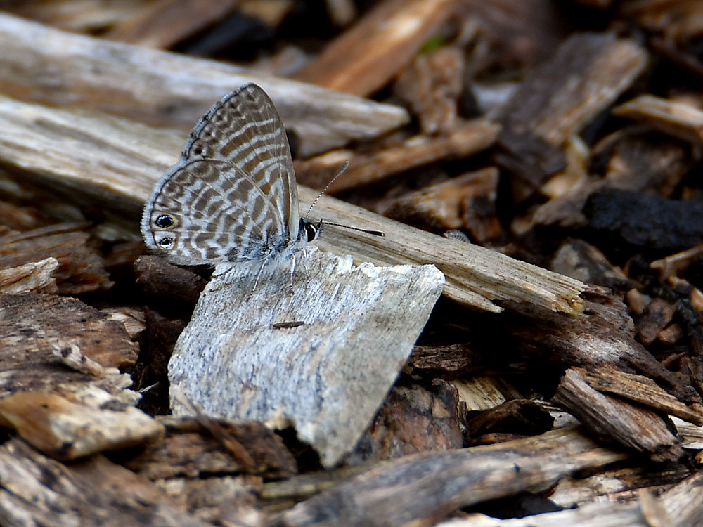 Hairstreak.jpg