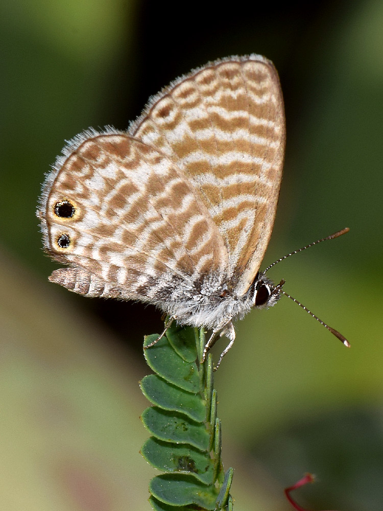 HairStreak.jpg