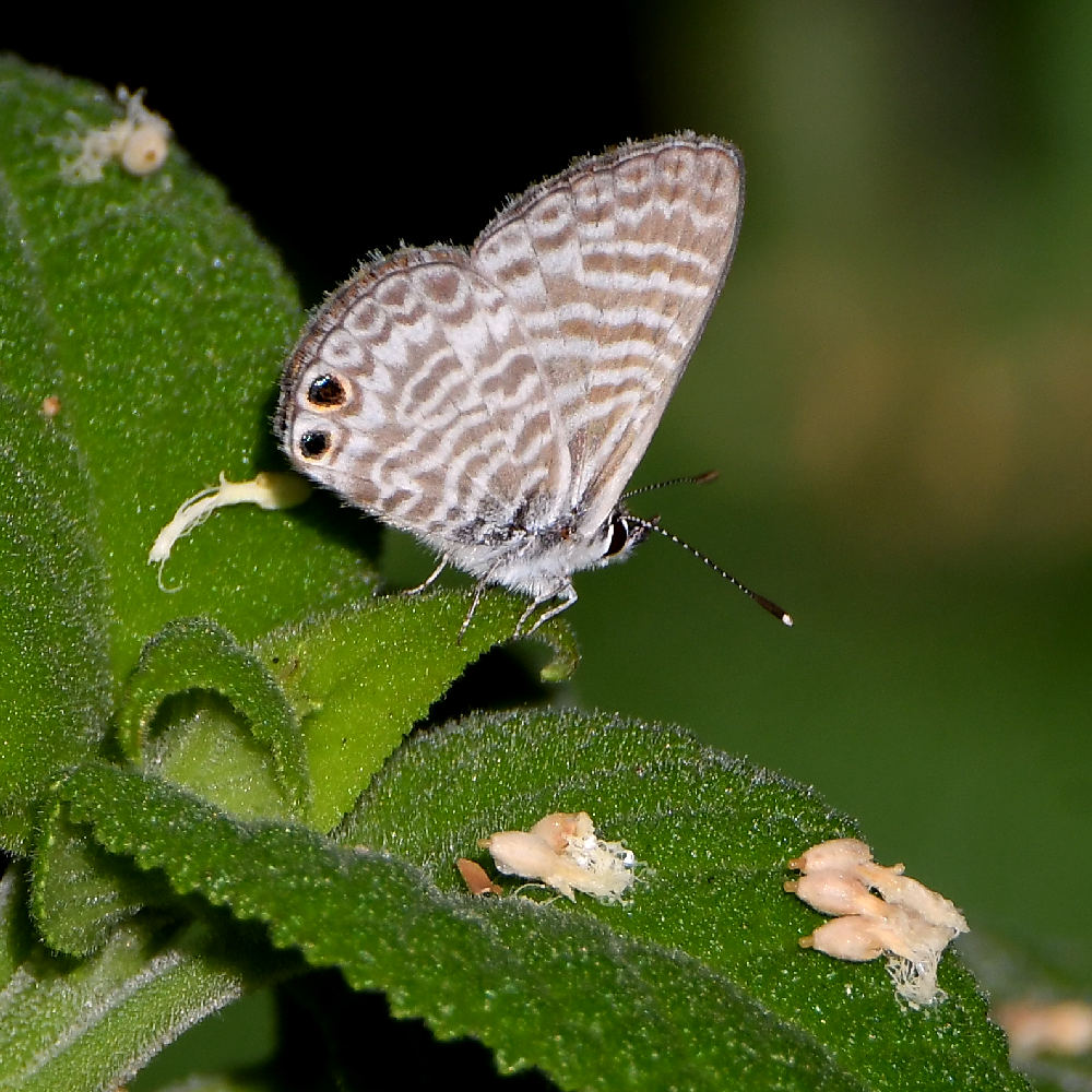 Hairstreak.jpg