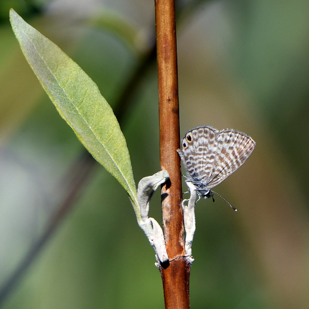 HairStreak.jpg