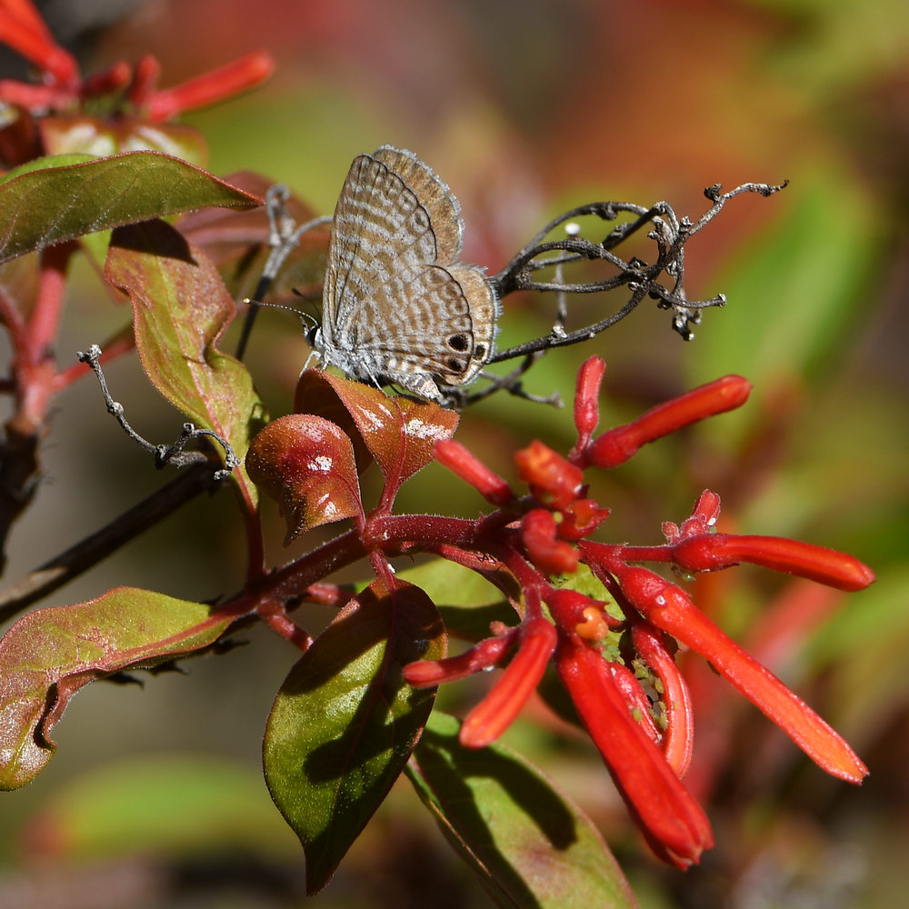Hairstreak.jpg