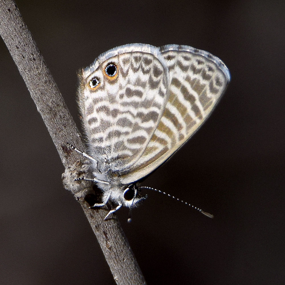 Hairstreak.jpg
