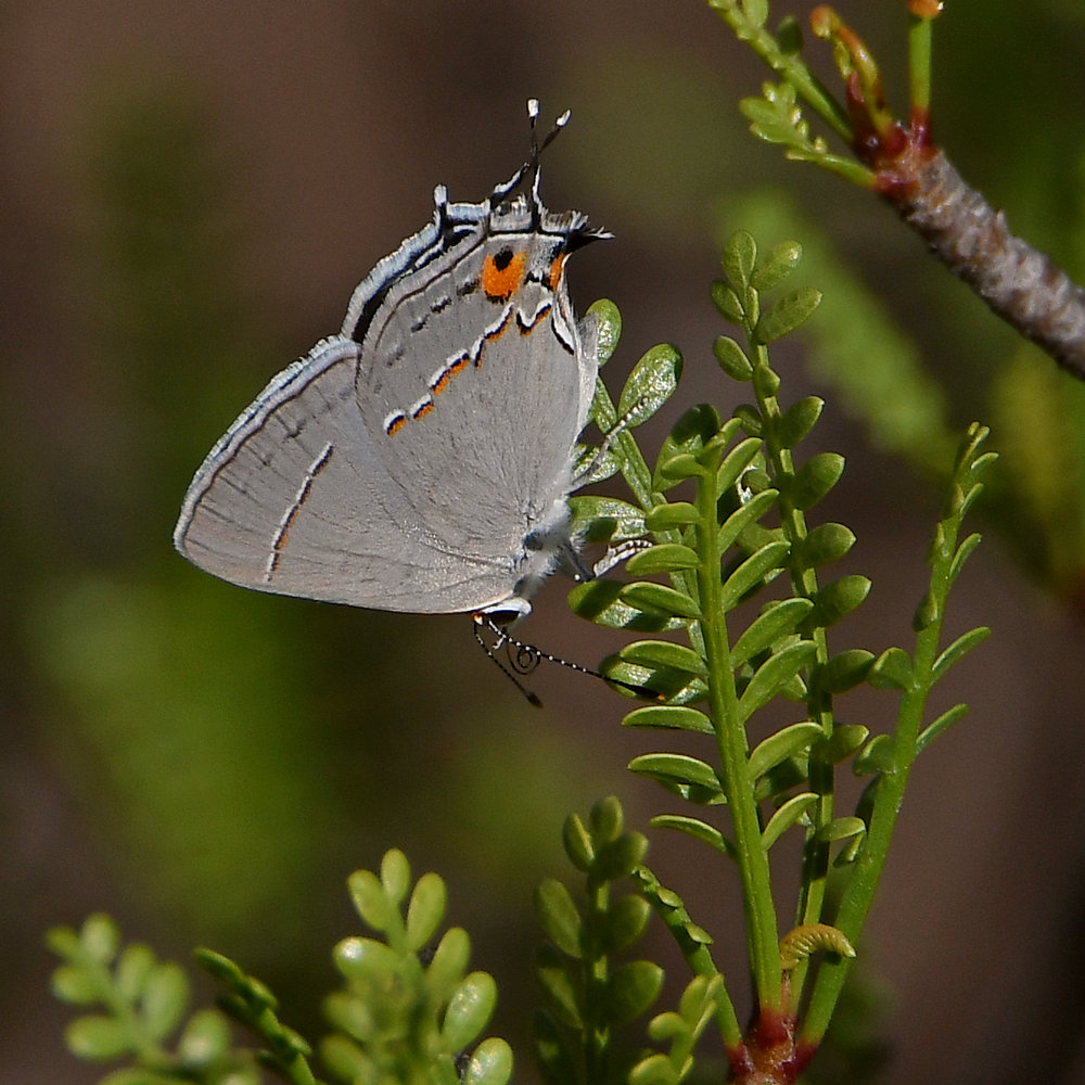 Hairstreak.jpg