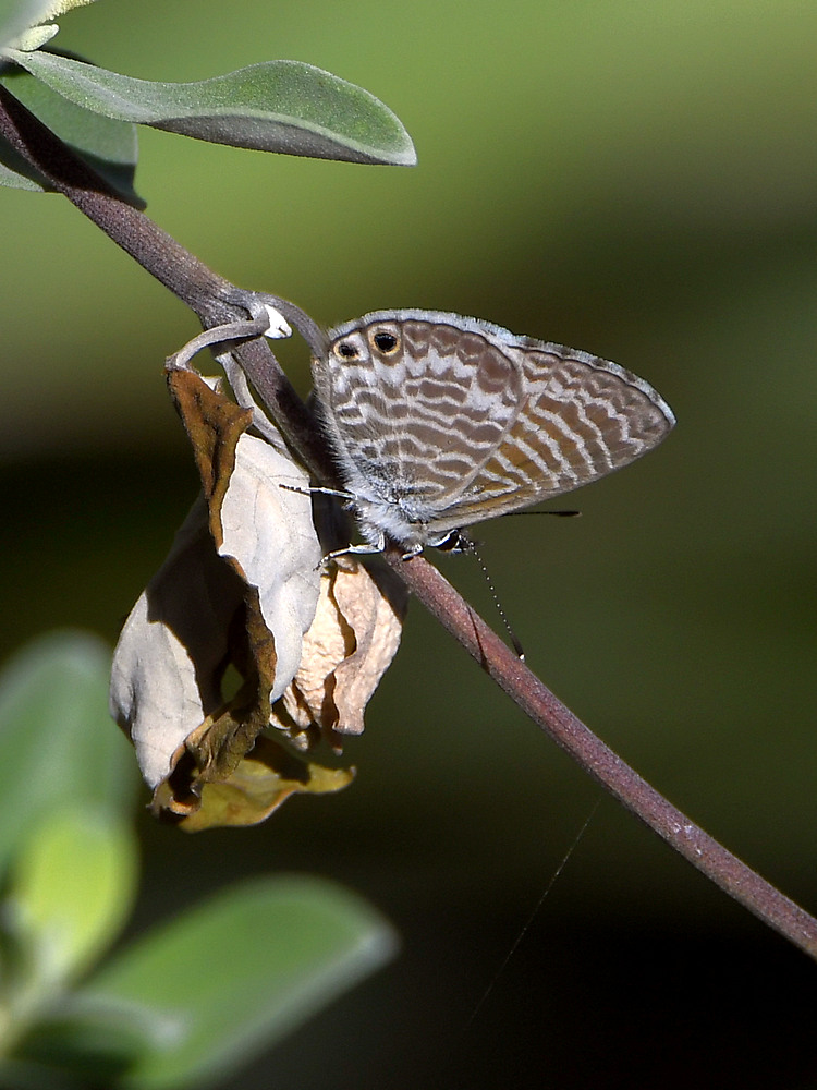 Hairstreak.jpg