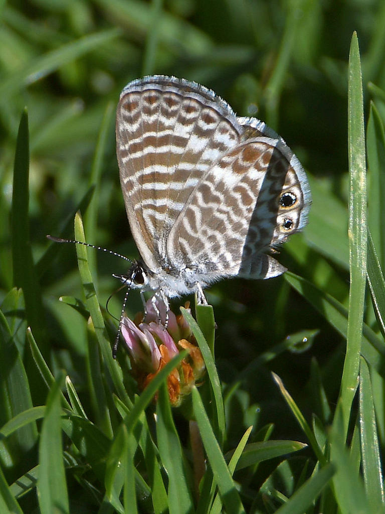 HairStreak.jpg