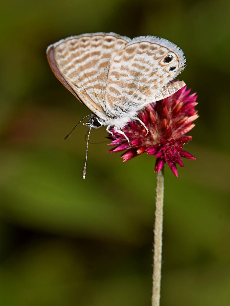 HairStreak.jpg