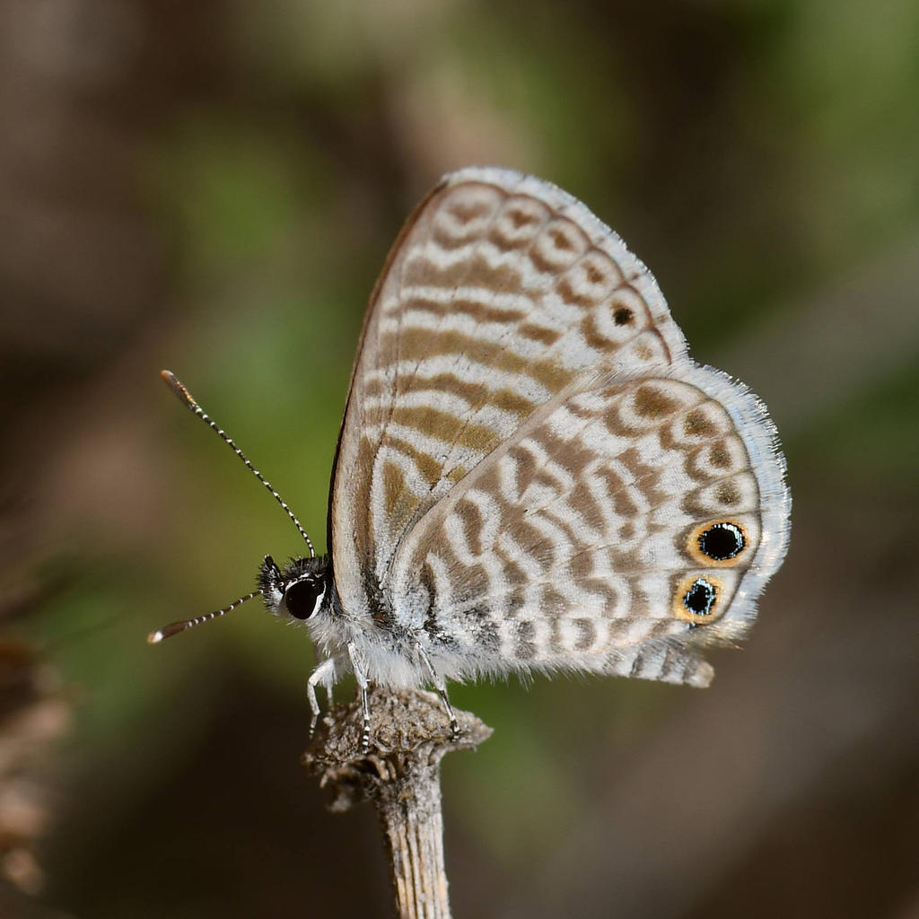 Hairstreak.jpg