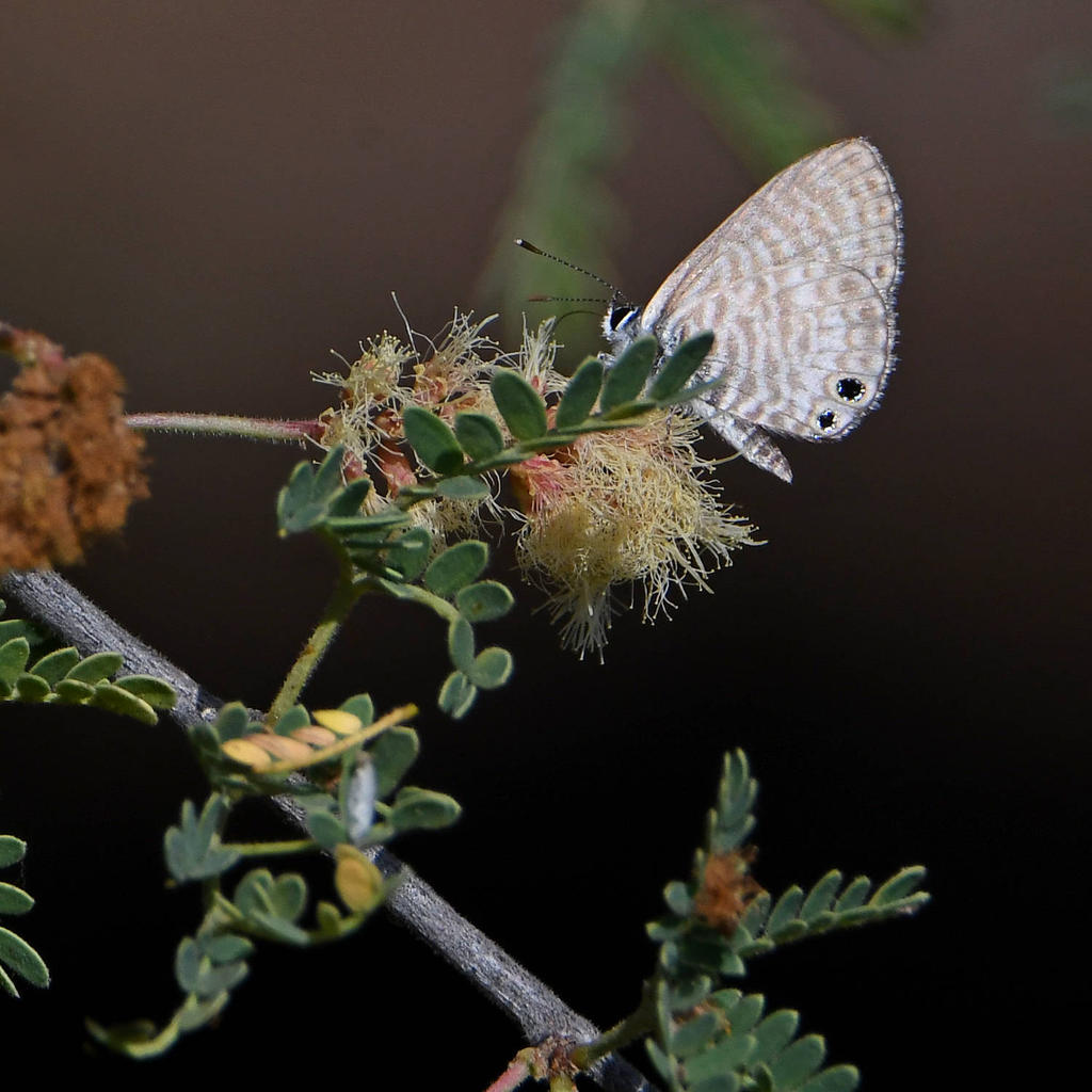 Hairstreak.jpg