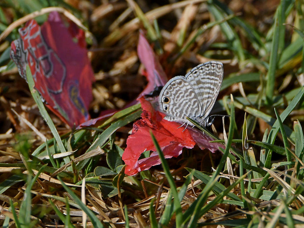 Hairstreak.jpg