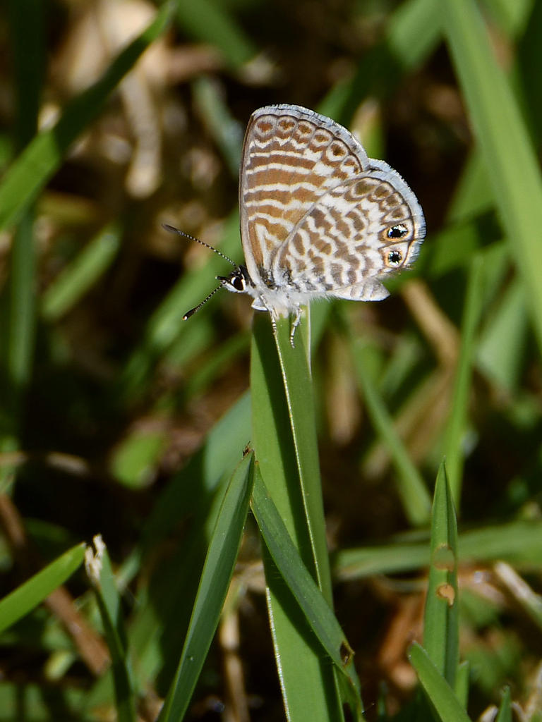 Hairstreak.jpg