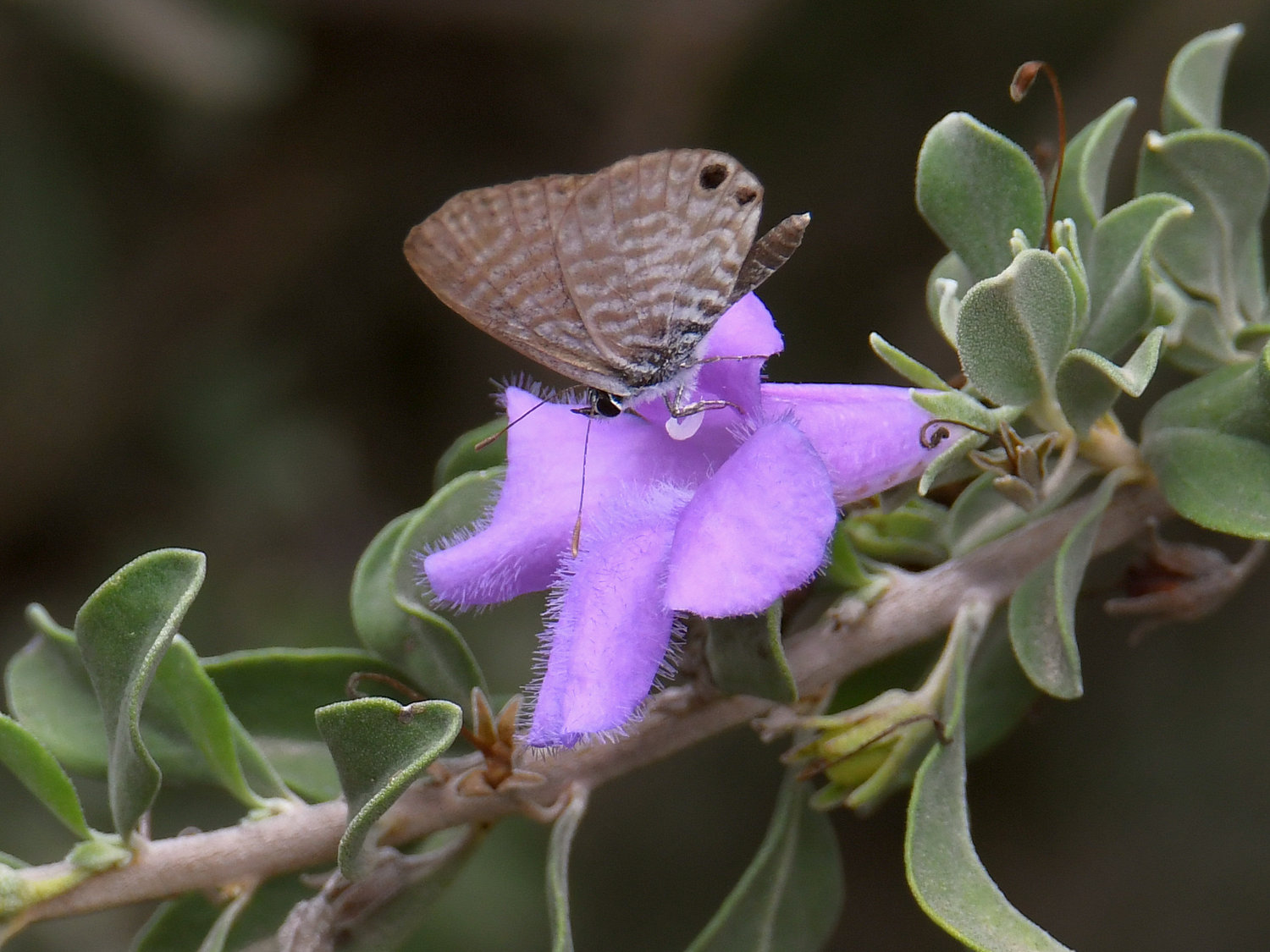 Hairstreak.jpg