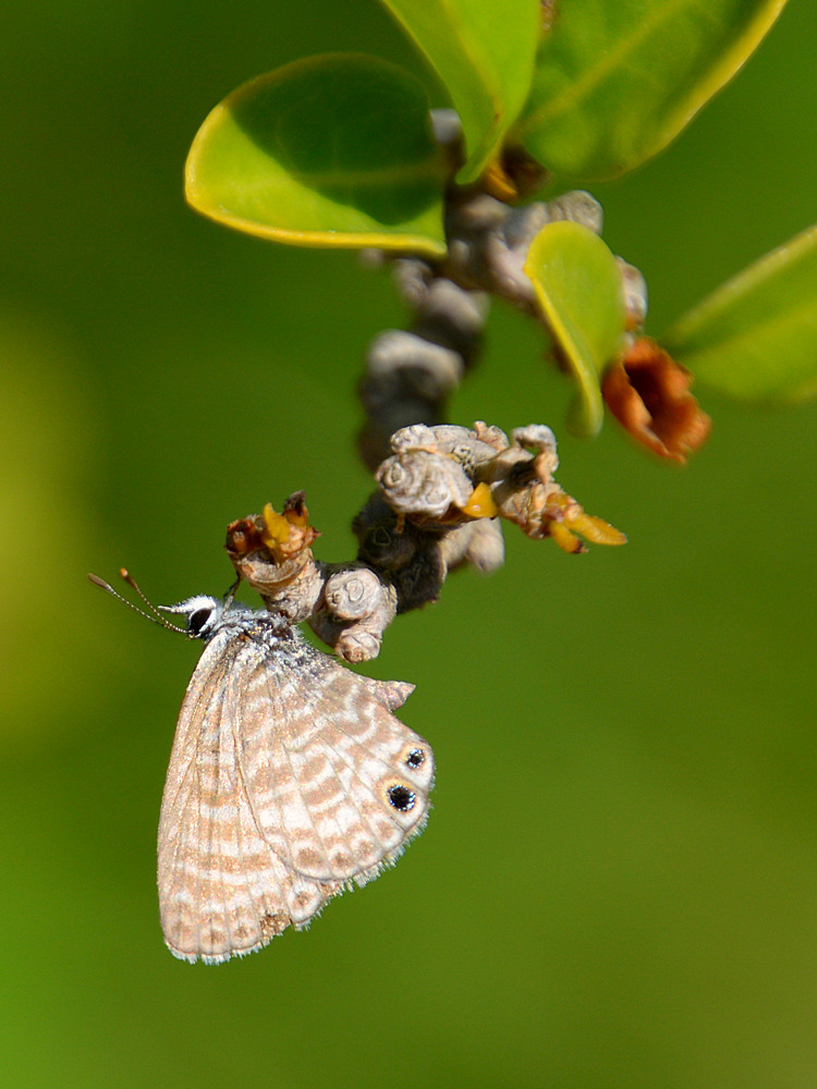 Hairstreak.jpg