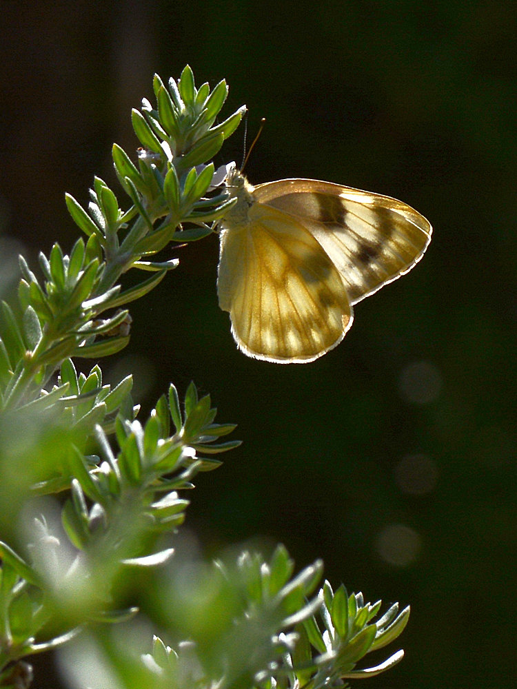 Hairstreak.jpg