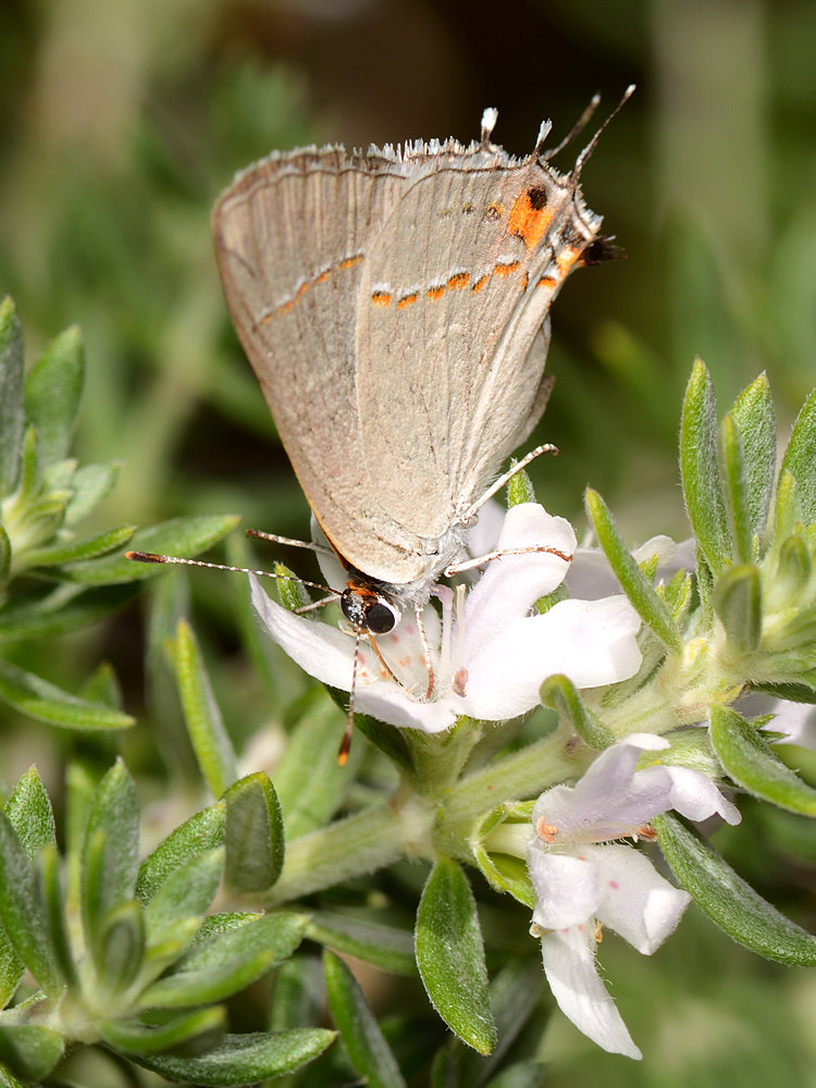 Hairstreak2.jpg