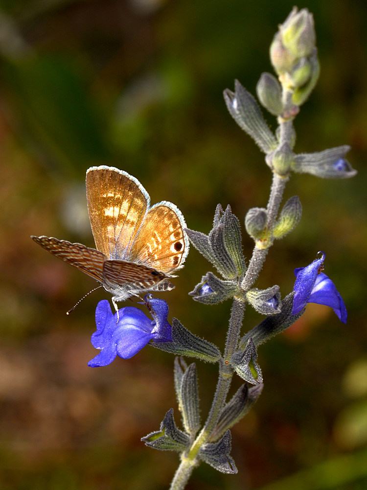 Hairstreak2.jpg