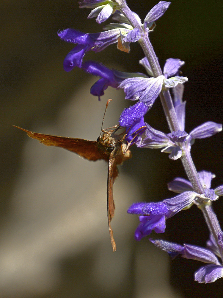 Hairstreak2.jpg