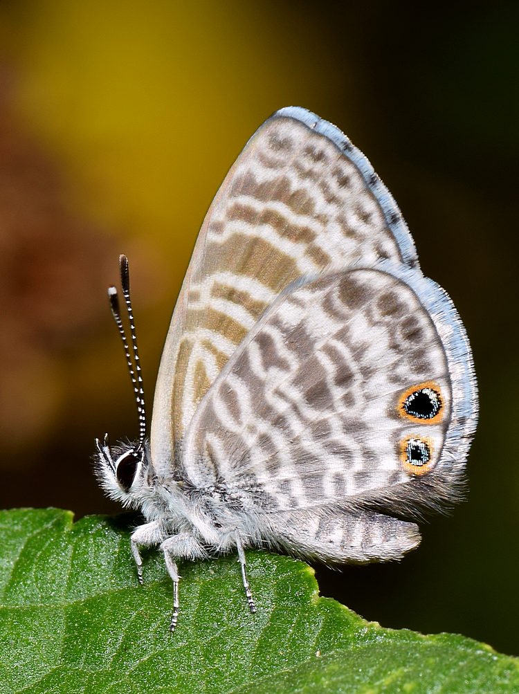 Hairstreak2.jpg