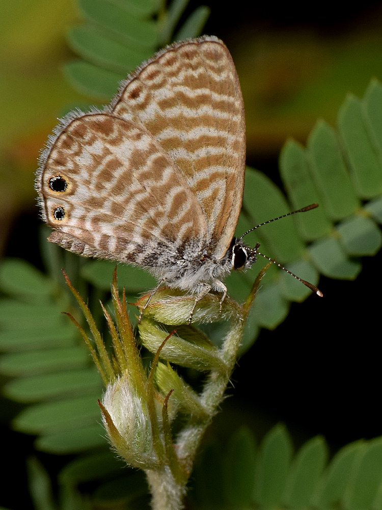HairStreak2.jpg