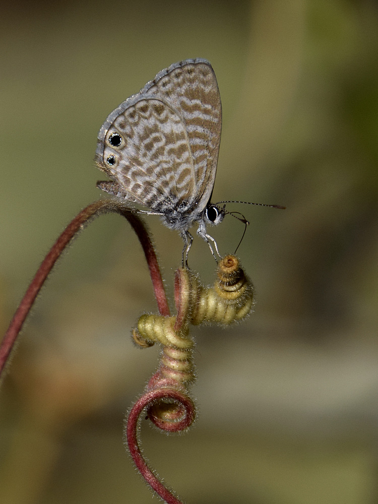 Hairstreak2.jpg