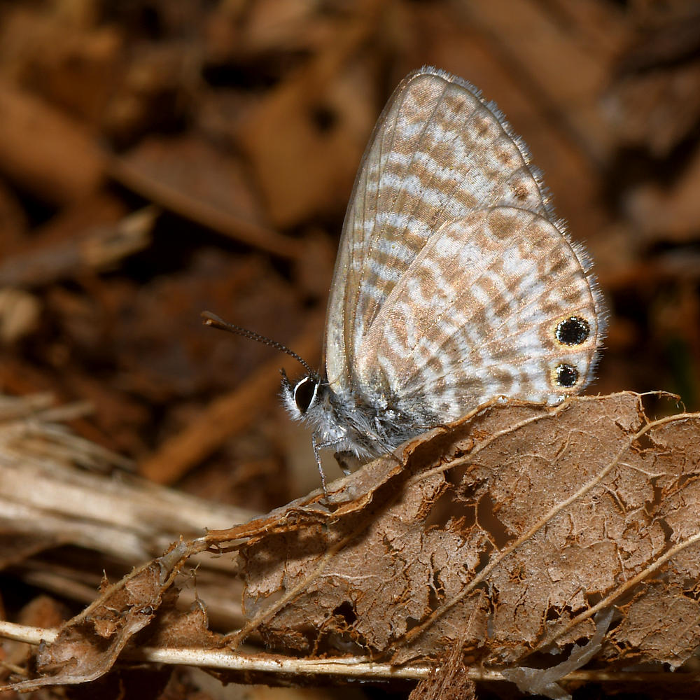Hairstreak2.jpg