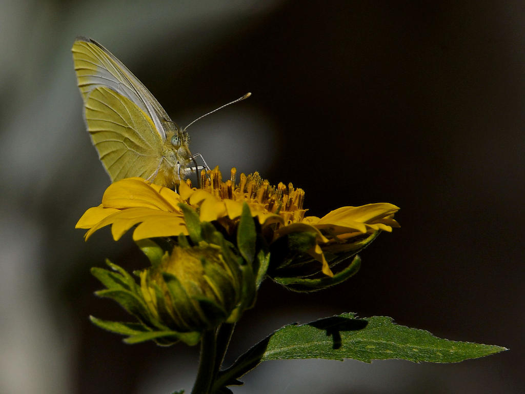 Hairstreak2.jpg