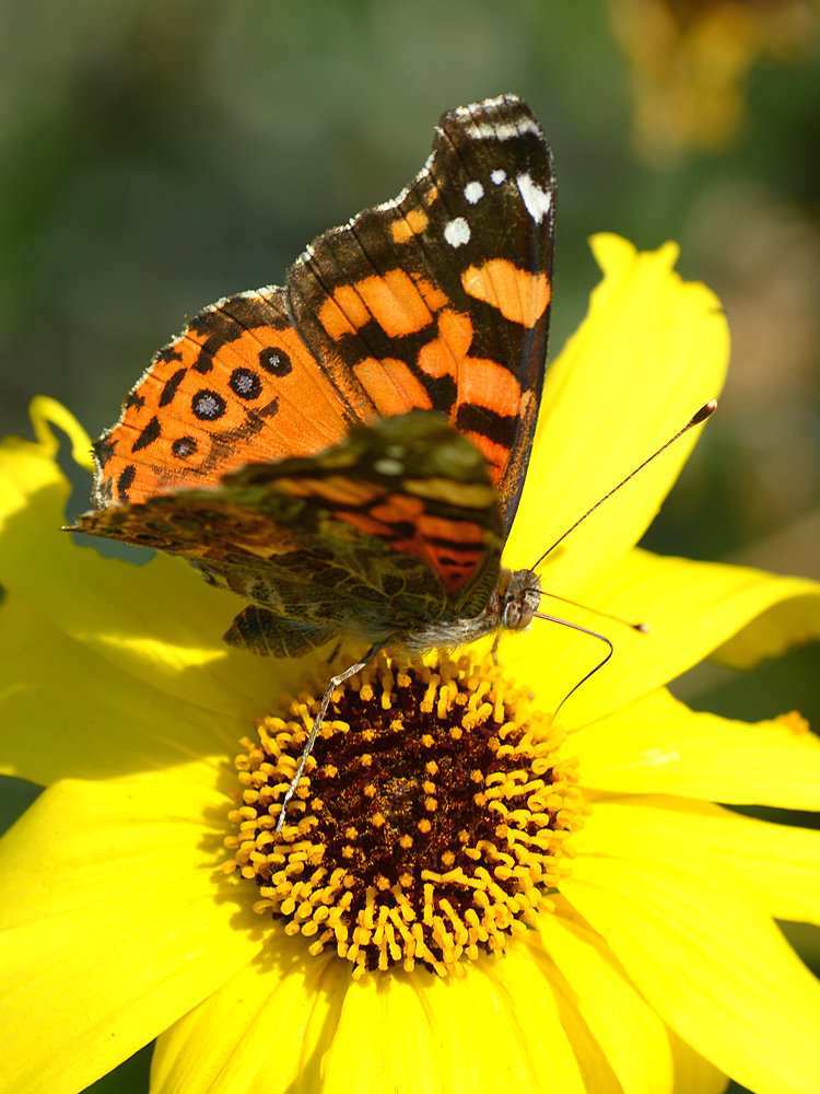 Hairstreak2.jpg