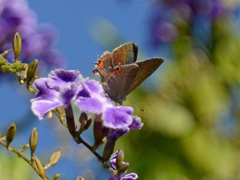 Hairstreak2.jpg