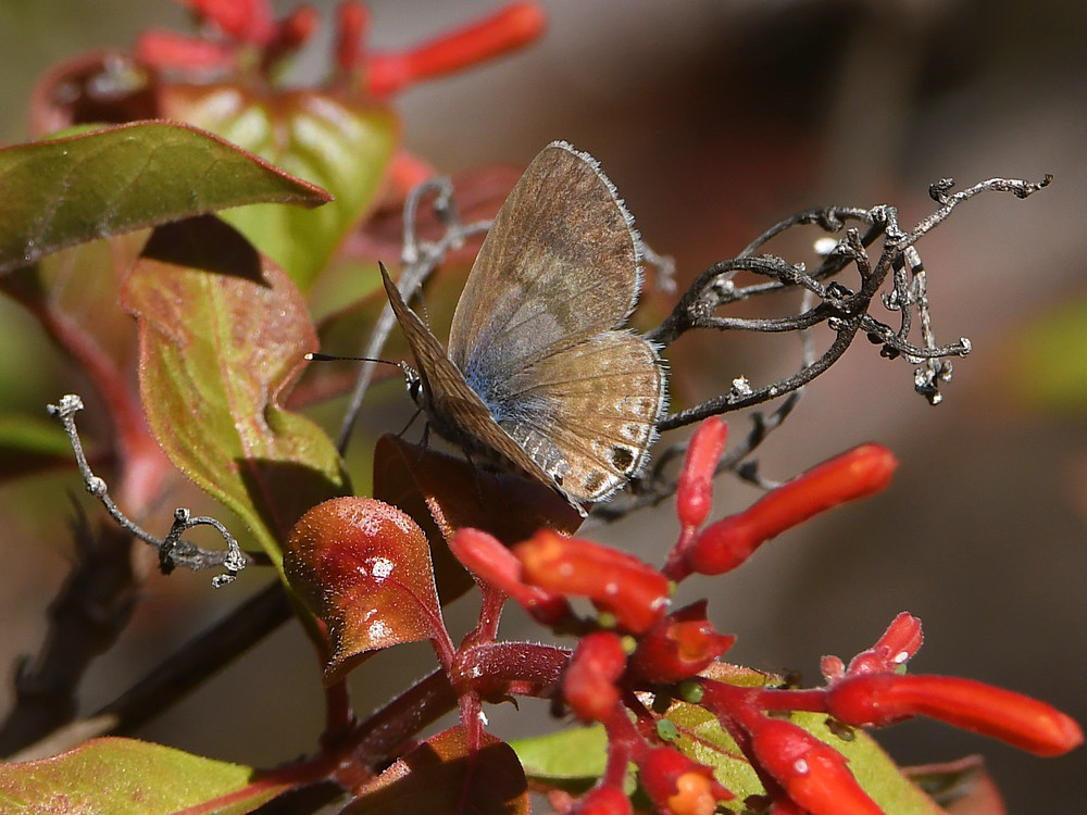 Hairstreak3.jpg