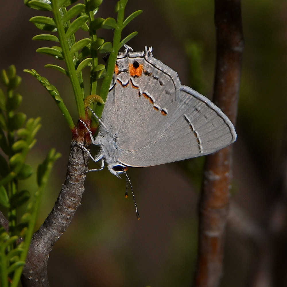 Hairstreak3.jpg