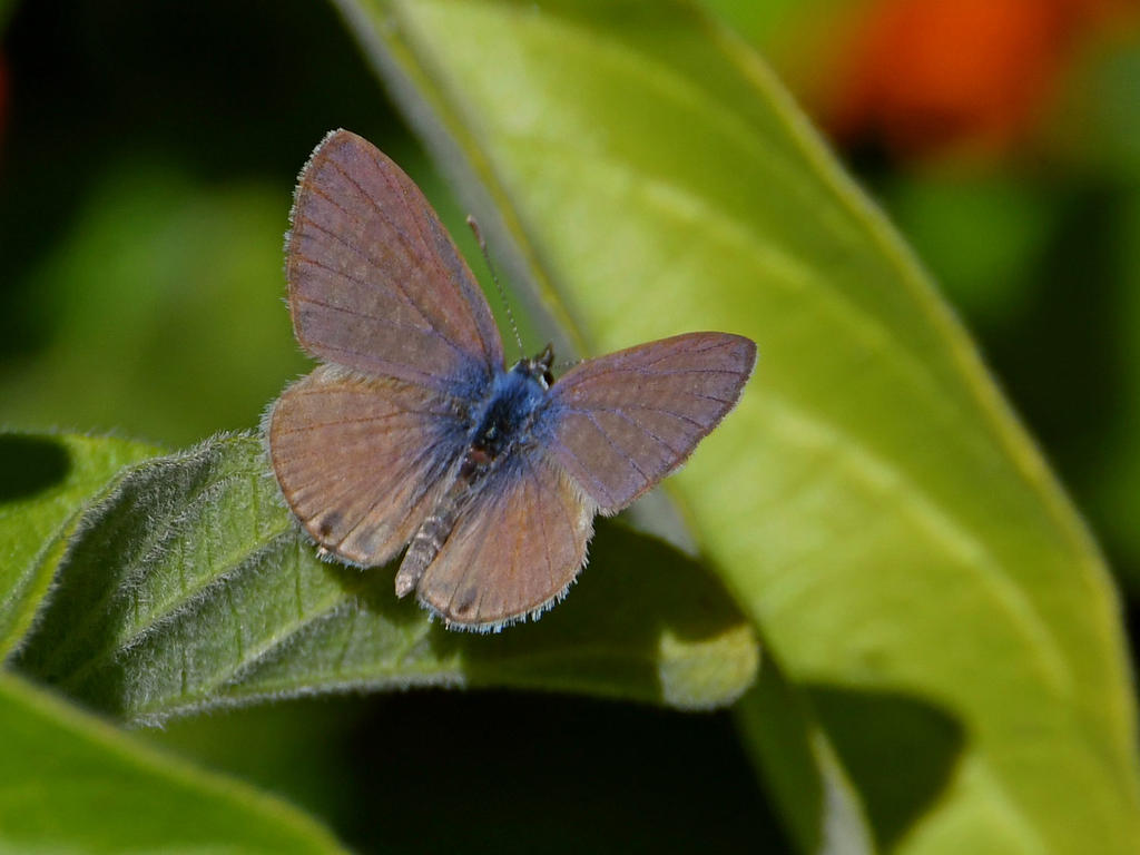 Hairstreak3.jpg