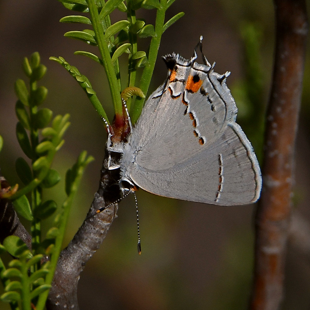 Hairstreak4.jpg