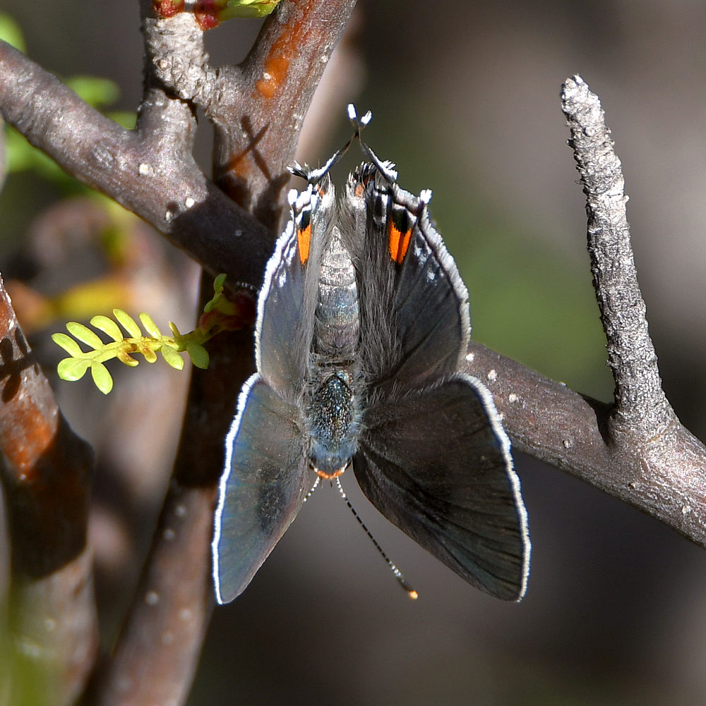 Hairstreak5.jpg