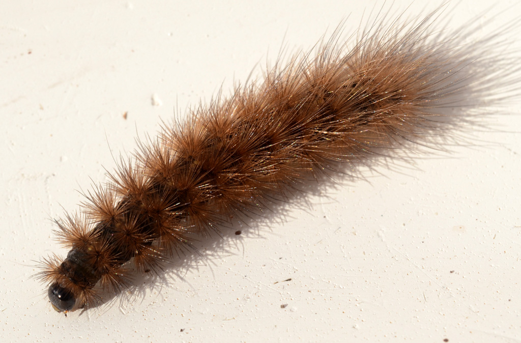 Hairy caterpillar.jpg
