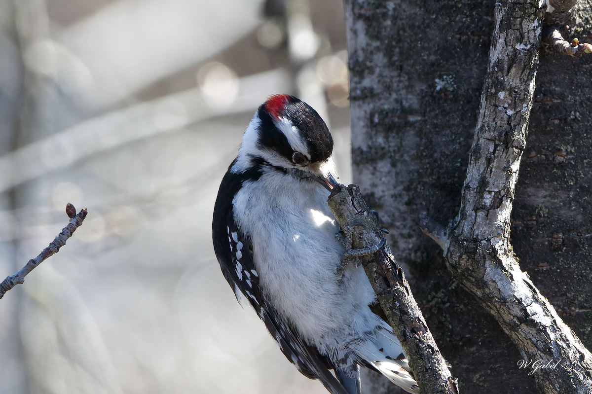 Hairy woodpecker sm.jpg