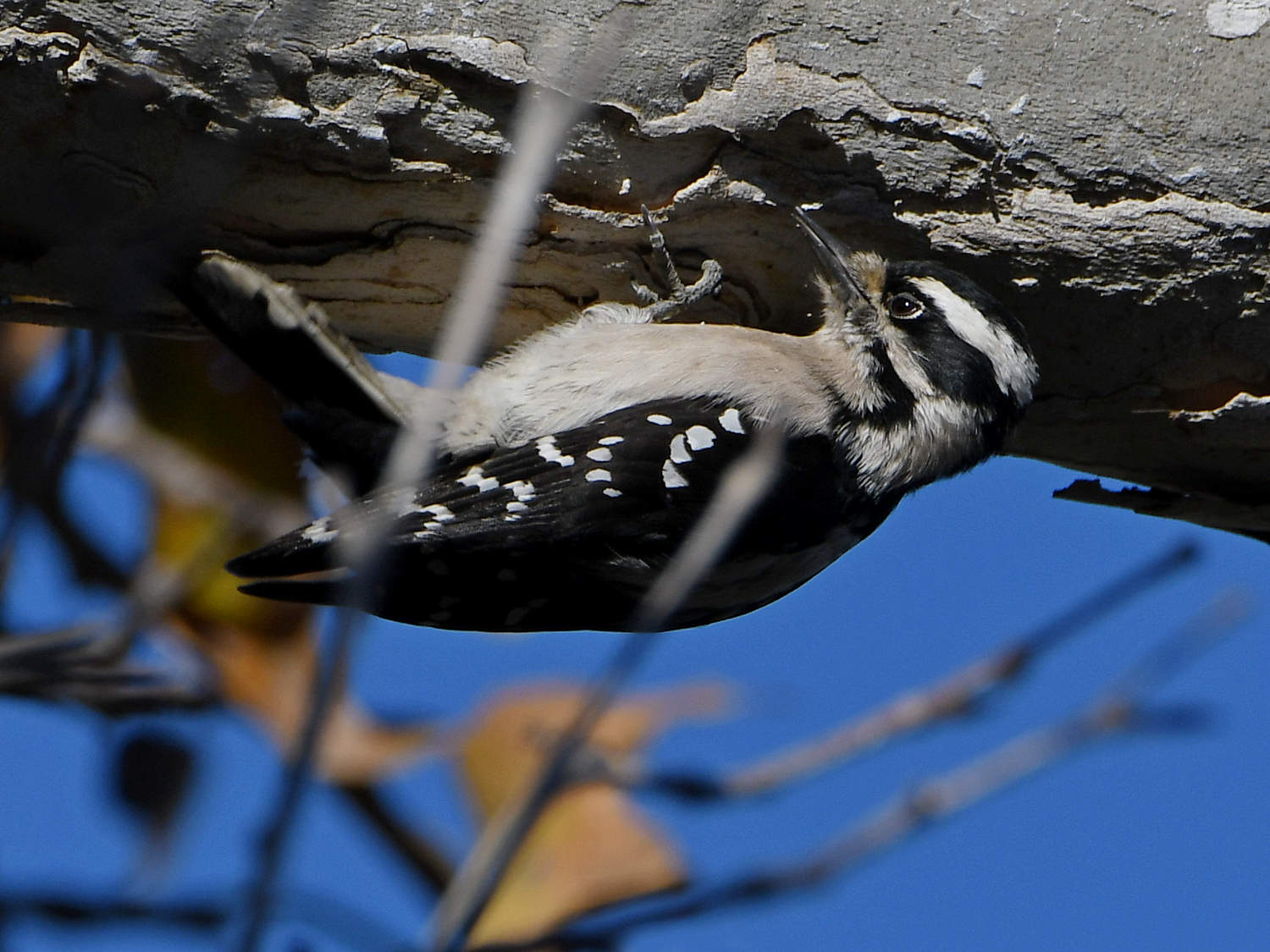 HairyWoodpecker5.jpg