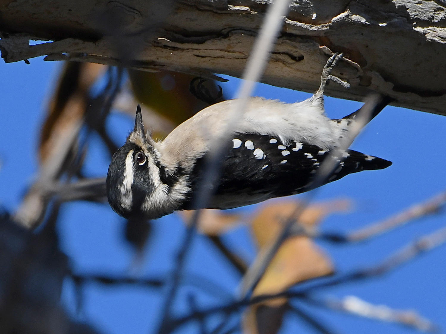HairyWoodpecker6.jpg