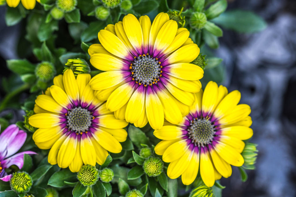 Hall Place Flowers.jpg