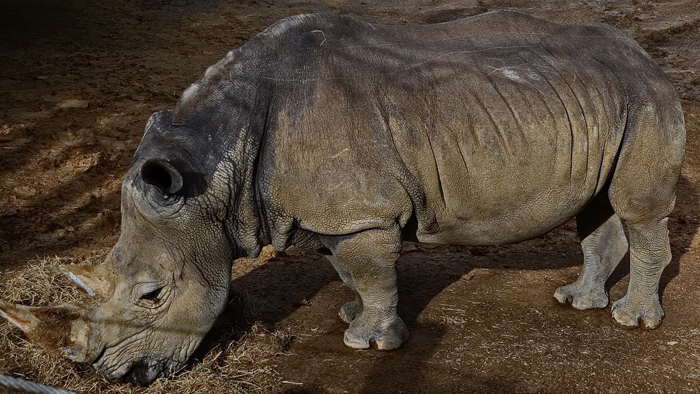 Hamilton Zoo.03.jpg