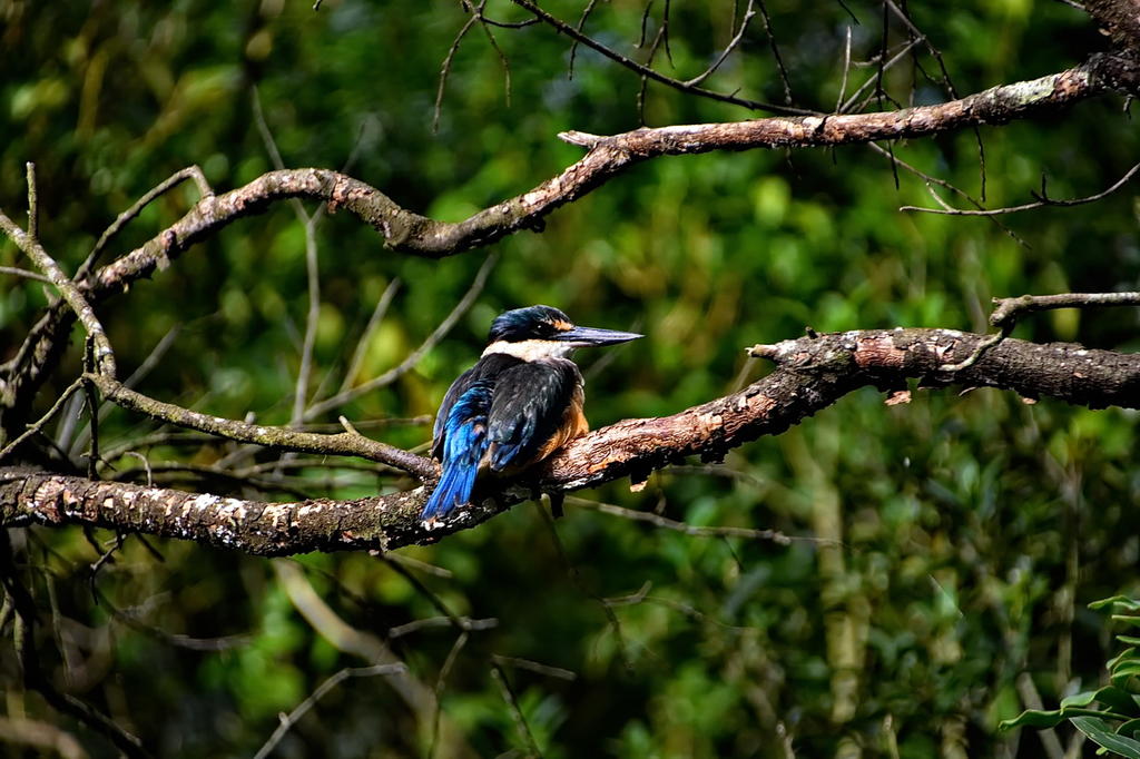 Hamilton Zoo.14.jpg