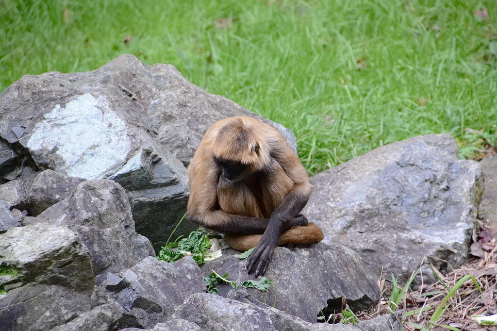 Hamilton Zoo.17.jpg