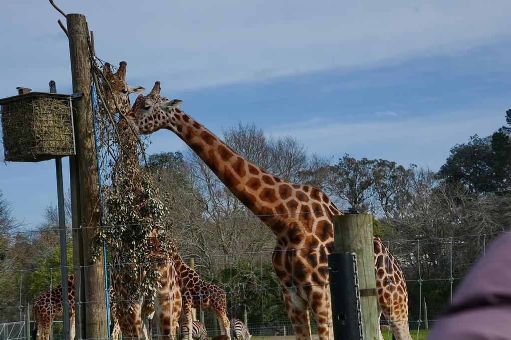 Hamilton Zoo.19.jpg