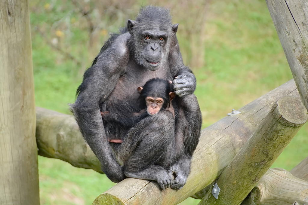 Hamilton Zoo.28.jpg