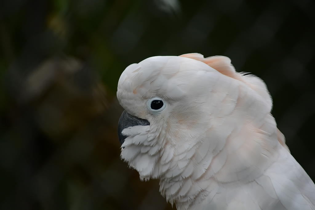 Hamilton Zoo.38.jpg