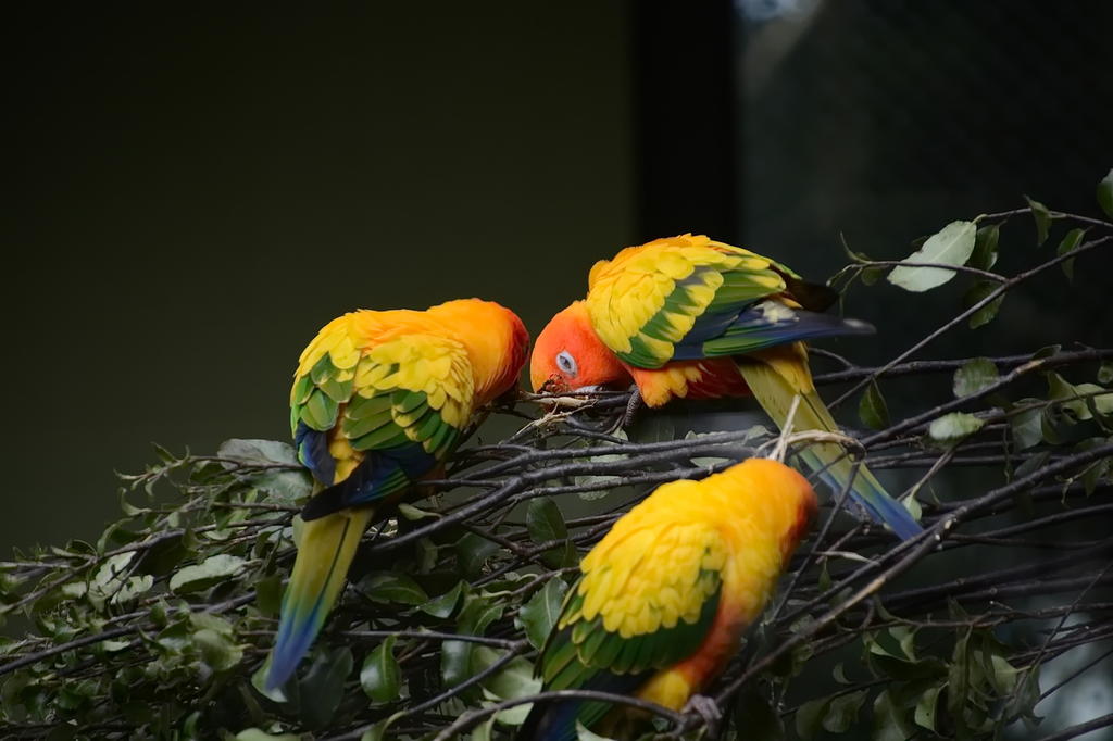 Hamilton Zoo.39.jpg