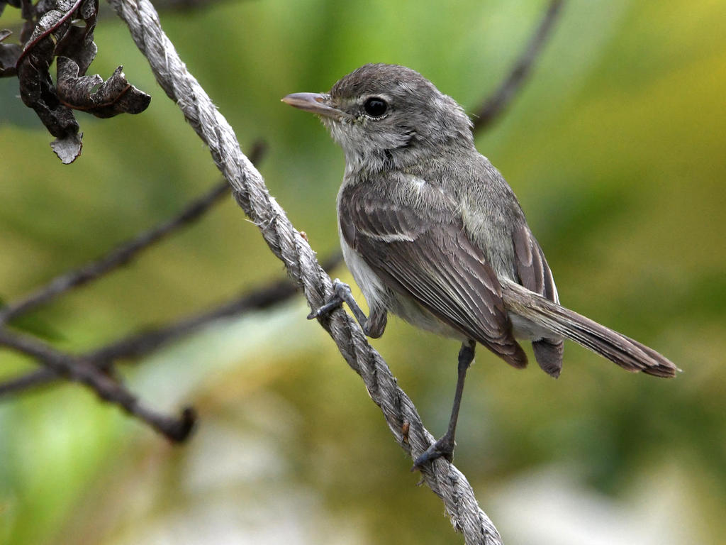 HammondsFlycatcher.jpg