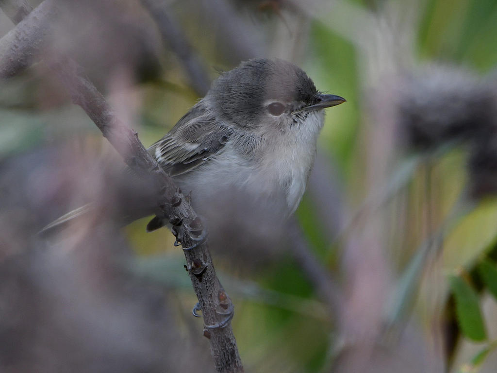 HammondsFlycatcher.jpg