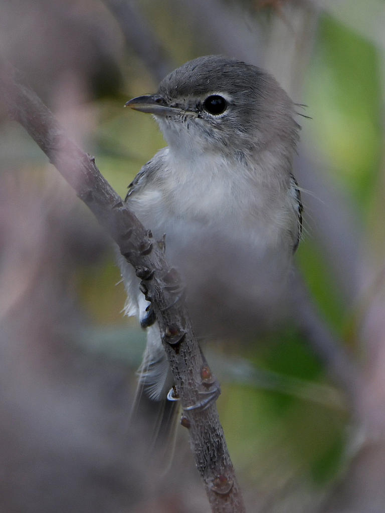 HammondsFlycatcher3.jpg